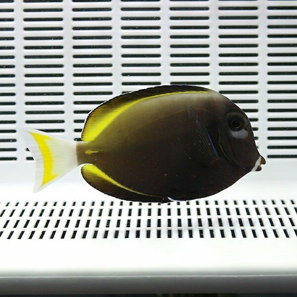 メガネクロハギ 6-8cm±!!海水魚 ハギ 15時までのご注文で当日発送(t119