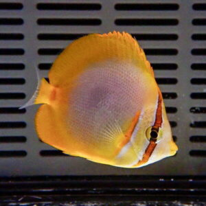 Bright orange-yellow discus fish swimming to the right against a dark striped aquarium background.