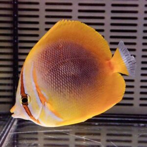 Yellow butterflyfish with orange and white bands swimming in an aquarium, facing left, against a dark slatted background.