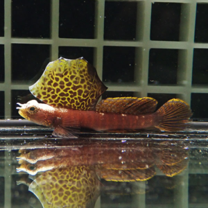 Brown fish with a large yellow leopard-patterned leaf-like dorsal fin in an aquarium, its reflection on the water surface.