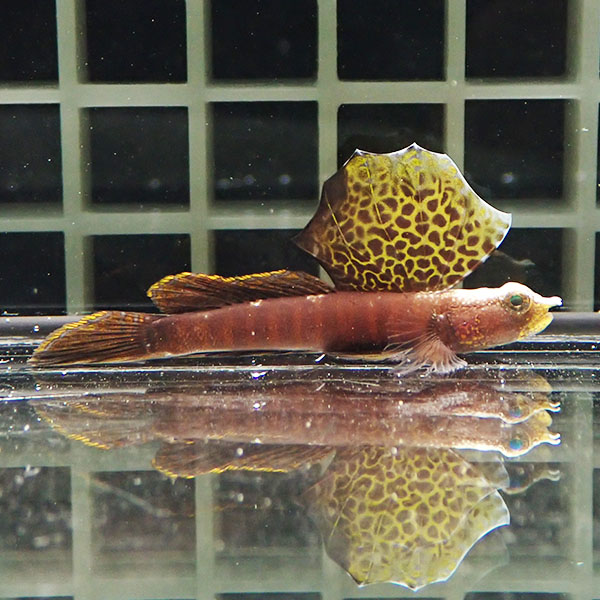 【現物1】ホタテツノハゼ  5cm  !海水魚 ハゼ15時までのご注文で当日発送(t121(t129