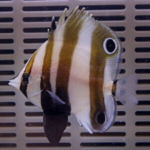 Striped tropical fish with brown and white vertical bands and two large black eye spots, swimming in front of a vented aquarium background.