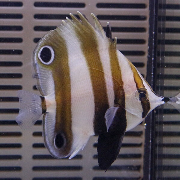 ツーアイコーラルフィッシュ 4-6cm± ! 海水魚 生体 餌付け!15時までのご注文で当日発送(t114