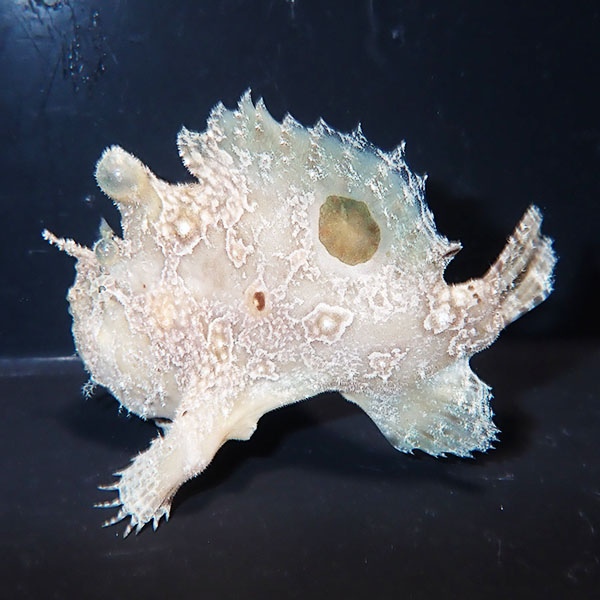 【現物12】カエルアンコウ 7.5cm±! 海水魚 カエルアンコウ 15時までのご注文で当日発送(t111(t207