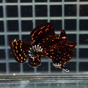 Dark nudibranch (sea slug) with orange spots swimming in an aquarium with grid background