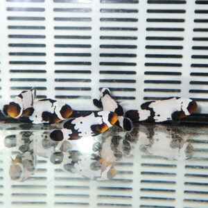 Strips of white and black patterned items with orange interiors scattered on a reflective surface in front of a vented backdrop.