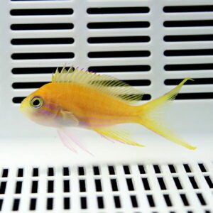Orange-yellow tropical fish with pink-tinged fins swimming in a white tank or enclosure with horizontal slats behind and below it.