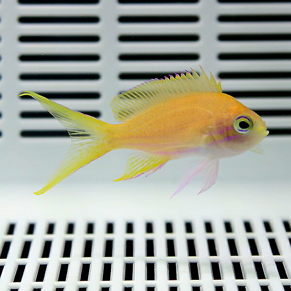 スミレナガハナダイ メス 4-6cm± ! 海水魚 ハナダイ 餌付け済み 15時までのご注文で当日発送(t118