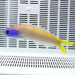 Small tropical fish with a purple head and bright yellow tail swimming in a white aquarium tray or tank background with vented sides.