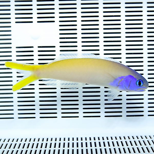 アオマスク 8-10ｃｍ±! 海水魚 アマダイ 【アマダイ】