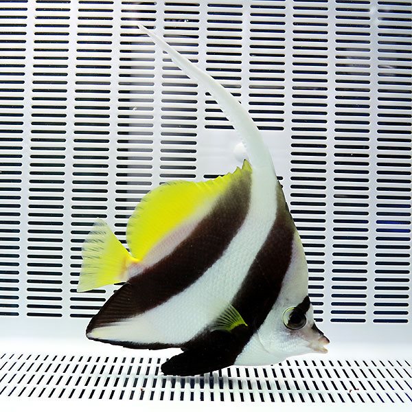 ハタタテダイ 10-12cm!15時までのご注文で当日発送海水魚 チョウチョウウオ(t114