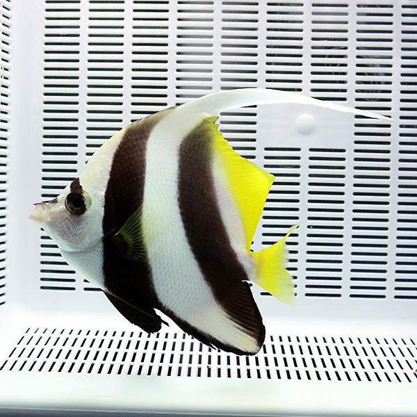 ハタタテダイ 10-12cm!15時までのご注文で当日発送海水魚 チョウチョウウオ(t114