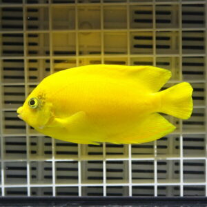 Bright yellow oval fish swimming in an aquarium with a grid background.