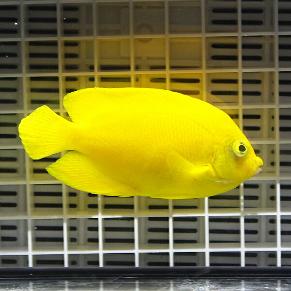 ヘラルドヤッコ 8-10cm±!海水魚 ヤッコ  15時までのご注文で当日発送(t111