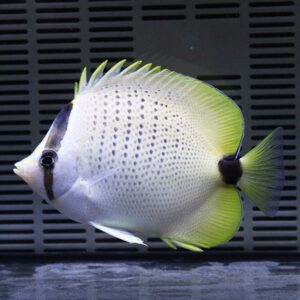 Angelfish with a white body, yellow-edged fins, and dark markings near the tail swimming in an aquarium background.