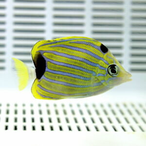 Tropical fish with blue body and yellow stripes swimming near a white grate background.