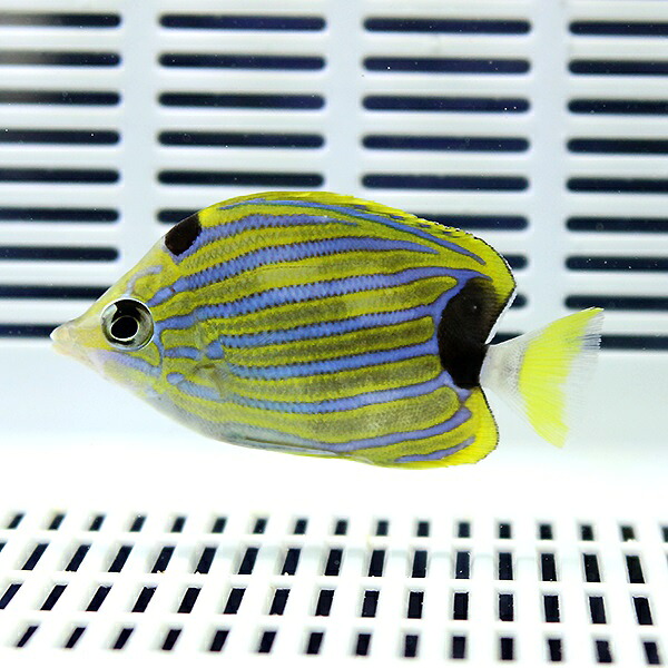 フレンブリーバタフライ 7-9cm± !海水魚 生体 チョウチョウウオ 15時までのご注文で当日発送(t114