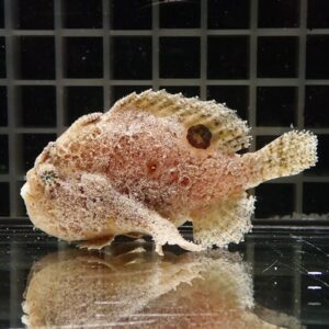 A pufferfish covered in a white crusty coating (frost or sand) lies on a reflective glass surface, with a grid-pattern wall in the background.