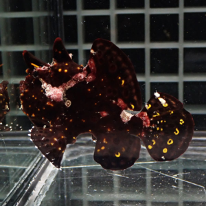 Dark brown, flattened marine fish with yellow-orange spots swimming near the glass of an aquarium grid backdrop.
