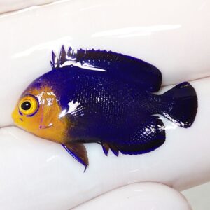 Blue tropical fish with a yellow head resting on a white-gloved hand.