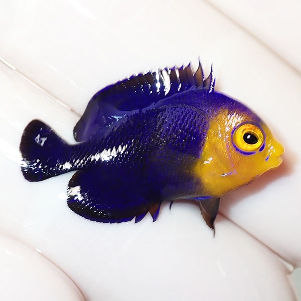 【現物3】チェルブピグミーエンゼル 2.8cm±! 海水魚 ヤッコ 15時までのご注文で当日発送(t111(t207