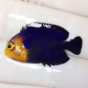 Blue-and-yellow angelfish lying on a white surface, with a bright yellow head and dark royal-blue body.