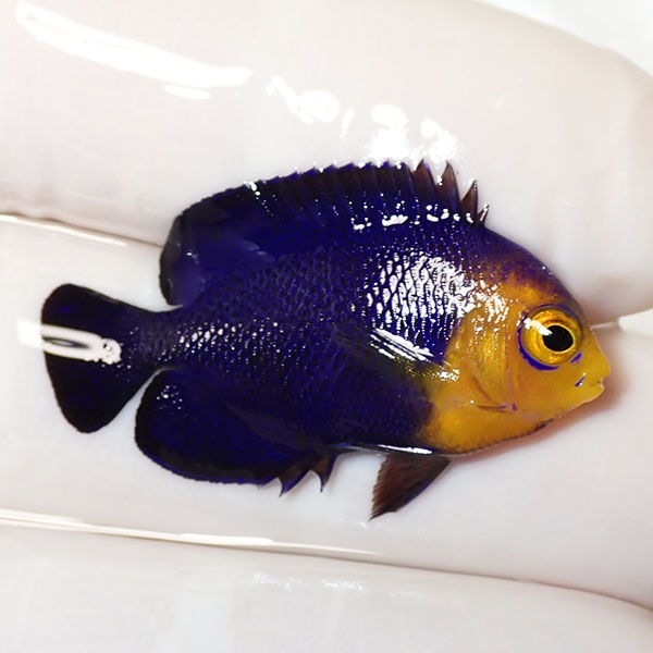 【現物2】チェルブピグミーエンゼル 3.2cm±!海水魚 ヤッコ 15時までのご注文で当日発送(t111(t207