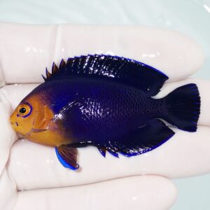 Small cobalt-blue fish with an orange face being held in a gloved hand.