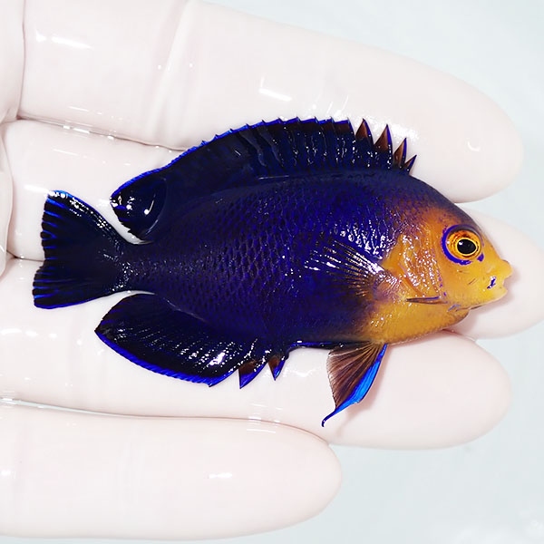 【現物1】チェルブピグミーエンゼル 6cm! 海水魚 ヤッコ 15時までのご注文で当日発送(t111(t207
