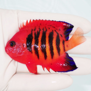 Small bright red tropical fish with black vertical stripes and blue-edged fins held on a pale hand.