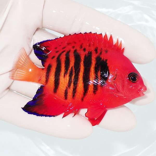 【現物5】フレームエンゼル 8cm!海水魚 ヤッコ 15時までのご注文で当日発送(t111(t207