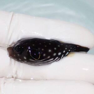 Small dark fish with white spots being held between gloved fingers in a controlled setting, likely a workshop or lab.