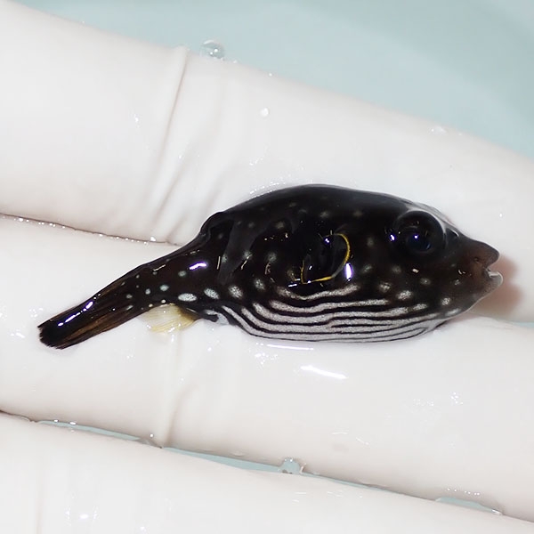 【現物】サザナミフグ 幼魚 4.5cm± ! 海水魚 フグ 15時までのご注文で当日発送