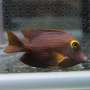 Brown and white striped fish with a bright yellow eye swimming in an aquarium background.