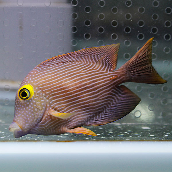 コーレタン 9-11cm± !海水魚 生体 ハギ 15時までのご注文で当日発送(t119