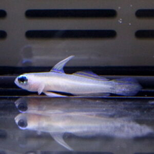 Small pale fish with a large eye swimming in a glass aquarium; its reflection is visible on the water surface.