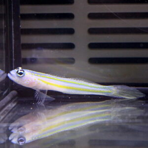 Small slender fish with a bright yellow midline swimming along the glass in an aquarium.