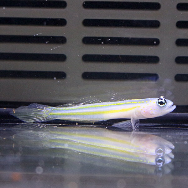 イエローラインダートゴビー 3-4cm± !海水魚 生体 15時までのご注文で当日発送(t121