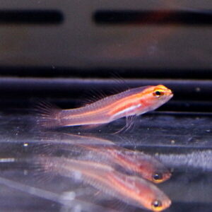 Small orange striped fish swimming near the bottom of an aquarium with its reflection on the water surface