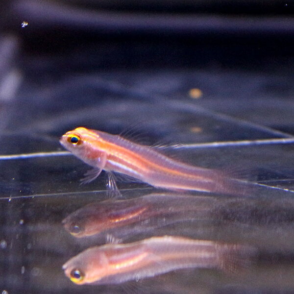 シロオビイソハゼ 2cm± !海水魚 生体 15時までのご注文で当日発送(t121
