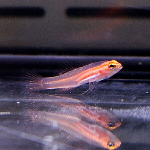 シロオビイソハゼ 2cm± !海水魚 生体 15時までのご注文で当日発送(t121