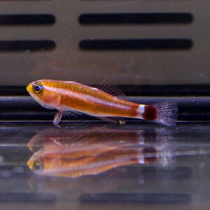 Small orange tropical fish with a white stripe and red tail swimming near the bottle-barred tank edge, reflected on the water surface