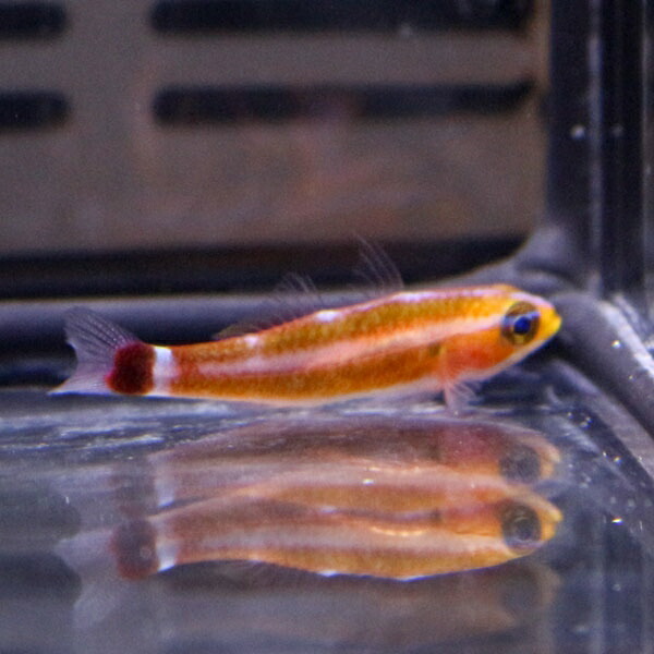 アオギハゼ 2cm±! 海水魚 生体 15時までのご注文で当日発送(t121