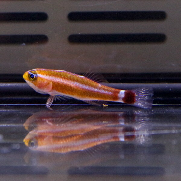 アオギハゼ 2cm±! 海水魚 生体 15時までのご注文で当日発送(t121