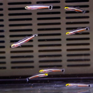 Six small, colorful fish with yellow heads swimming in an aquarium in front of a slatted filter.
