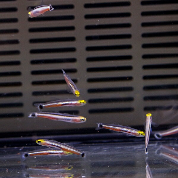 ドワーフシグナルゴビー 1匹 1-2cm! 海水魚 生体 15時までのご注文で当日発送(t121