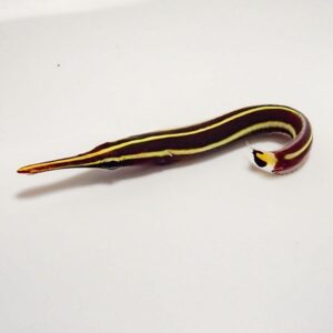 Elongated eel-like animal with purple body and yellow stripes on a white background, curling its tail.