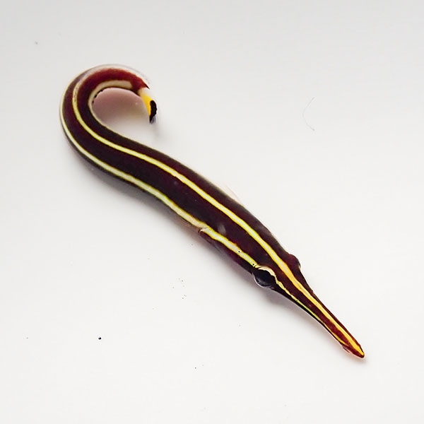 【サンプル画像】ハシナガウバウオ  3-4cm±! 海水魚 ヤッコ 15時までのご注文で当日発送(t111(t207
