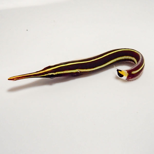 【サンプル画像】ハシナガウバウオ  3-4cm±! 海水魚 ヤッコ 15時までのご注文で当日発送(t111(t207