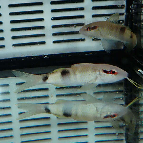 オジサン 5-7cm± 1匹 !海水魚 ヒメジ 15時までのご注文で当日発送(t121(t207